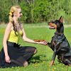 984Ft Dog Training Collar Ip65 Waterproof Pet Beep Vibration Electric Shock Collar 3 Channels Rechargeable Transmitter Receiver Trainer With Recording