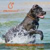 984Ft Dog Training Collar Ip65 Waterproof Pet Beep Vibration Electric Shock Collar 3 Channels Rechargeable Transmitter Receiver Trainer With Recording