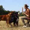 Ipx7 Waterproof Dog Training Collar With Remote Rechargeable Electronic Shock Collar For Dogs Beep Vibration Shock For Small Medium Large Dogs