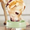 Slow Feeder Healthy Dog Bowl Happy Hunting Fun Puzzle Maze Bowl For Water Food 7.68In In Diameter 10.5Oz In Capacity For Small Medium Dogs