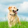 Electric Dog Collar Receiver Anti-Bark Dog Deterrent Training Collar With Beep Vibration Shock Modes For Dog Fence System