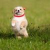 12 Colors Whelping Puppy Id Collars Adjustable Double-Sided Pet Id Bands