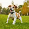 Ipx7 Waterproof Electric Dog Training Collar Rechargeable Receiver Beep Shock For Small Medium Large Dogs