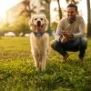 Dog Wireless Fence Collar Receiver Gps Tracker Vibration Beep Mode Single Dog Receiver Without Remote For Small Medium Large Dogs