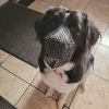 Pet Muzzle Mask Soft Mesh Muzzle Adjustable Dog Mouth Cover With Breathable Mesh Adjustable Neck Forehead Strap For Anti Biting Barking Chewing