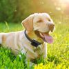 Electric Dog Collar Receiver Anti-Bark Dog Deterrent Training Collar With Beep Shock Modes For Dog Fence System