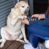 Dog Nail Grinder 2 Speeds Quiet Usb Rechargeable Pet Nail Grinder Professional Pet Nail Trimmer Cordless Paws Grooming & Smoothing Claw Care For Small