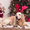 5Pcs Christmas Dog Rope Chew Toys Dog Interactive Toys Set For Puppy Small Medium Aggressive Chewers Dogs Training Teething Playing
