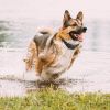 Dog Training Collar Receiver Ipx6 Waterproof Shock Vibration Beep Mode Single Dog Receiver Without Remote For Small Medium Large Dogs