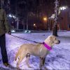 Led Dog Collar Usb Rechargeable Adjustable Dog Safety Collar Night Safety Flashing Luminous Light Up Collar