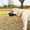 Pet Muzzle Mask Soft Mesh Muzzle Adjustable Dog Mouth Cover With Breathable Mesh Adjustable Neck Forehead Strap For Anti Biting Barking Chewing