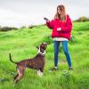 Dog Training Collar With Remote Rechargeable Electronic Shock Collar For Dogs Beep Vibration Shock For Small Medium Large Dogs