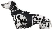 Waterproof Collar Realtime Pet GSM GPS Tracking Device Location Finder Size:L