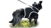 Waterproof Mini GSM GPRS Pet Tracker - Realtime SMS Tracking Reports Size:L