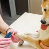 Dog Nail Grinder 2 Speeds Quiet Usb Rechargeable Pet Nail Grinder Professional Pet Nail Trimmer Cordless Paws Grooming & Smoothing Claw Care For Small