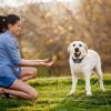 328Ft Electric Wireless Dog Fence System With Gps Location Monitor Collar Receiver Rechargeable Beep Vibration Fence System For Small Medium Large Dog